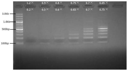 Nucleic acid fragment sorting and purifying reagent and method