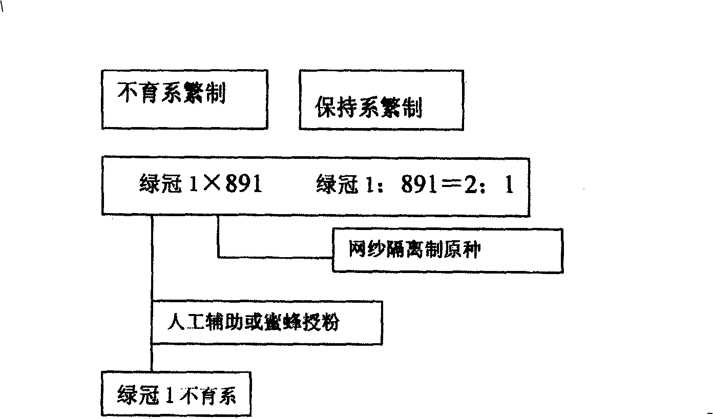 Broccoli male sterility line transfer and hybrid preparation method