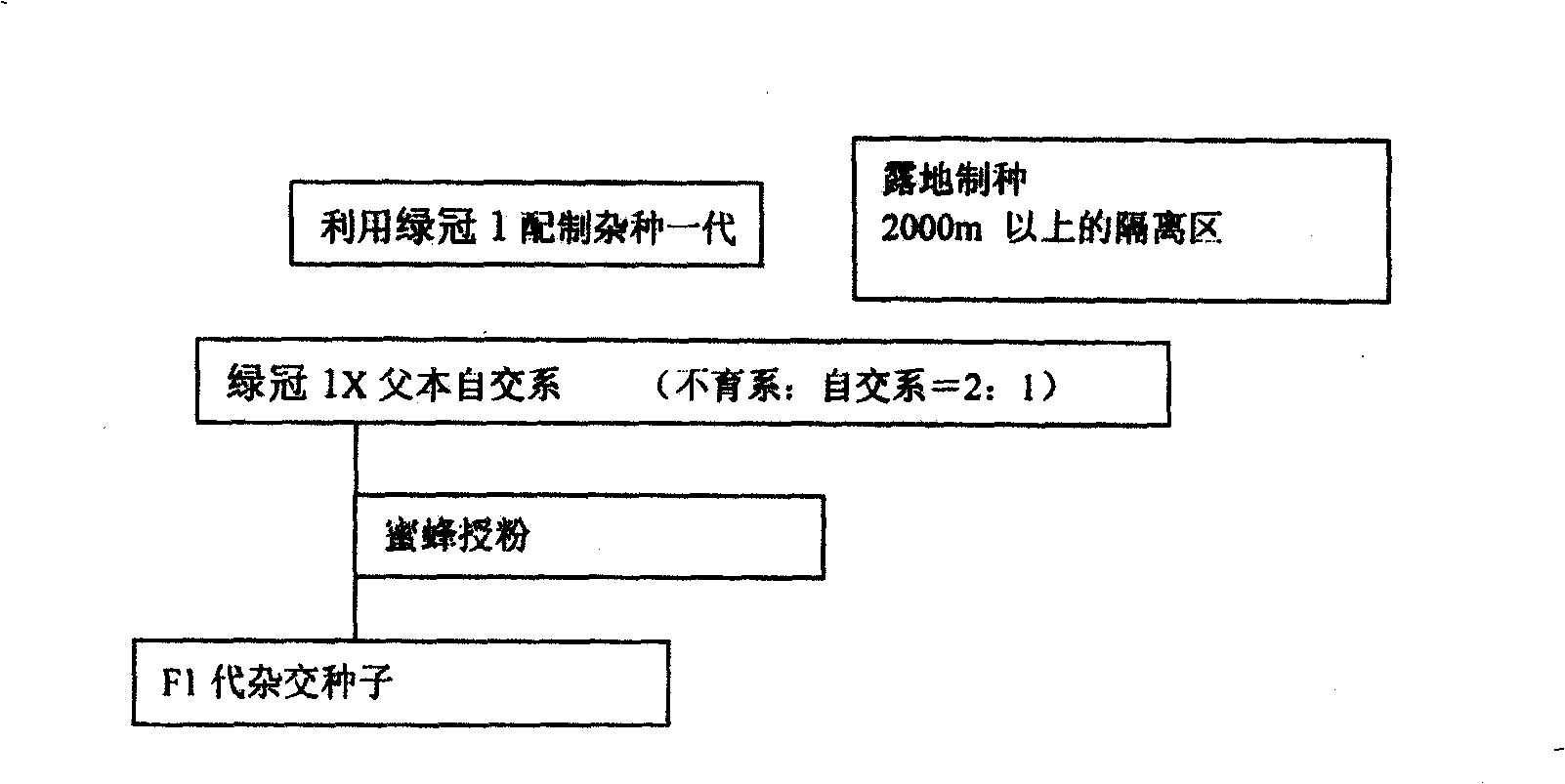 Broccoli male sterility line transfer and hybrid preparation method