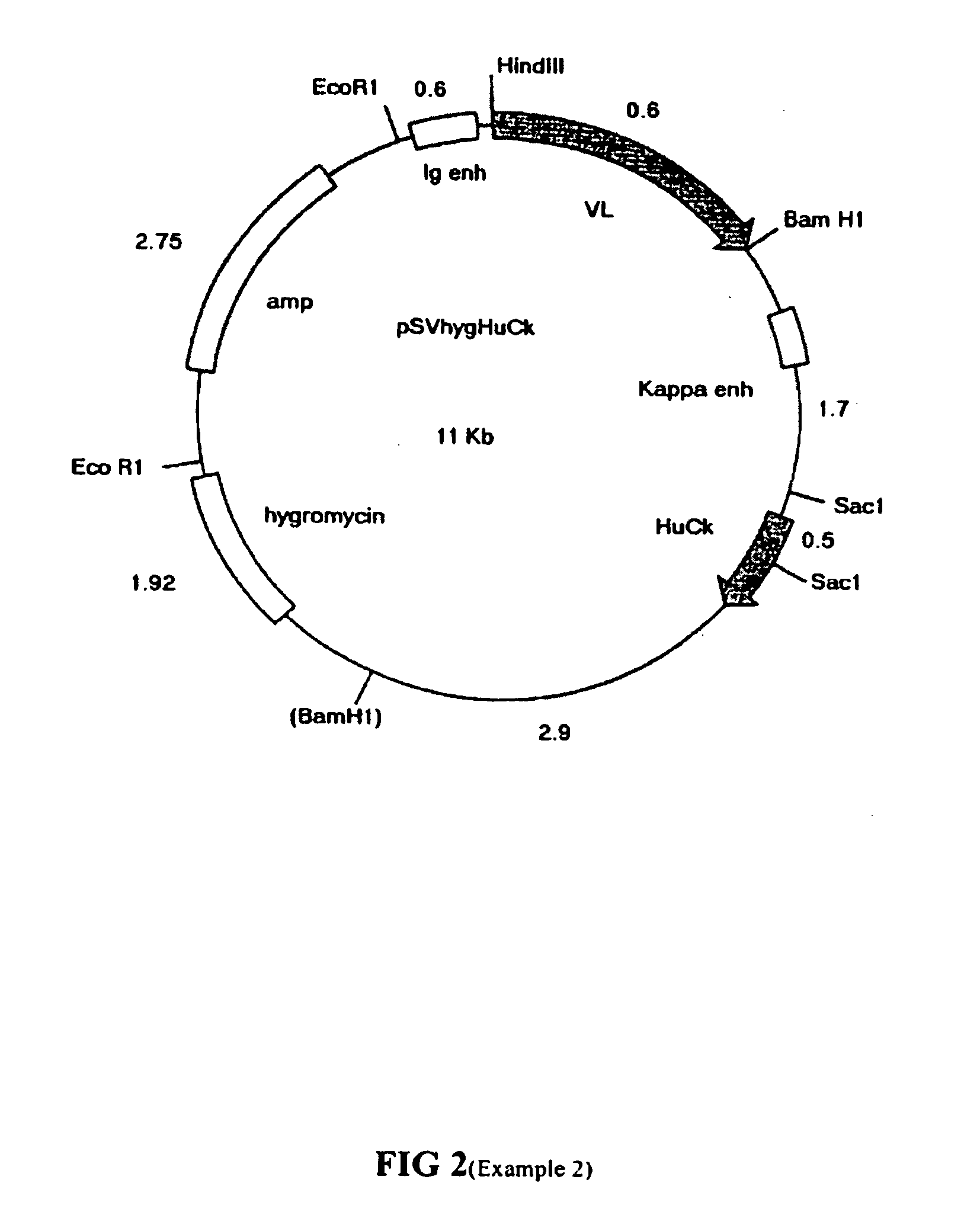 Humanized antibody igg1