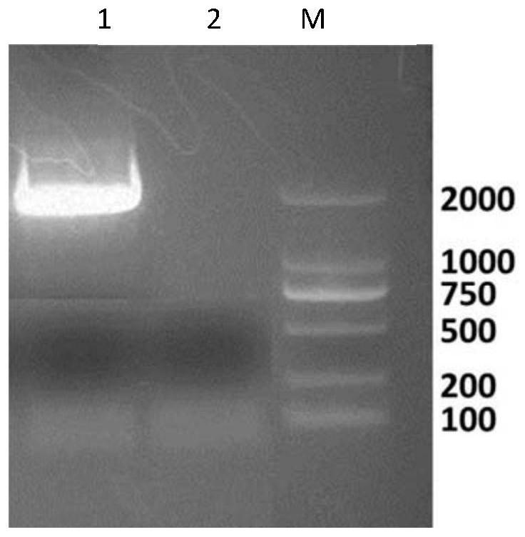 A porcine circovirus type 3 virus strain and its application