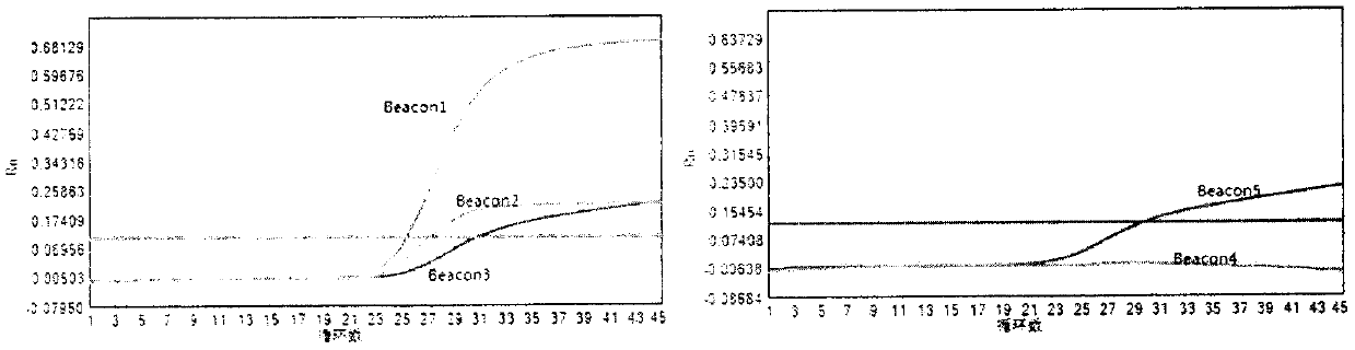 Molecular beacon probe for rapid detection of rifampin-resistant mycobacterium tuberculosis and detection method thereof