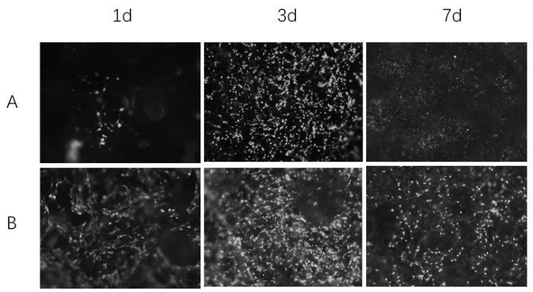 Manufacturing method of edible chitosan/sodium alginate/gelatin 3D scaffold for cell culture meat