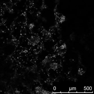 Manufacturing method of edible chitosan/sodium alginate/gelatin 3D scaffold for cell culture meat