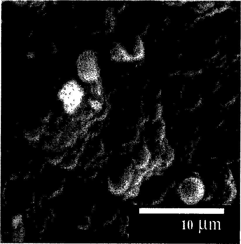 Method for synthesizing molecular screen membrane from in-site aging-microwave heat