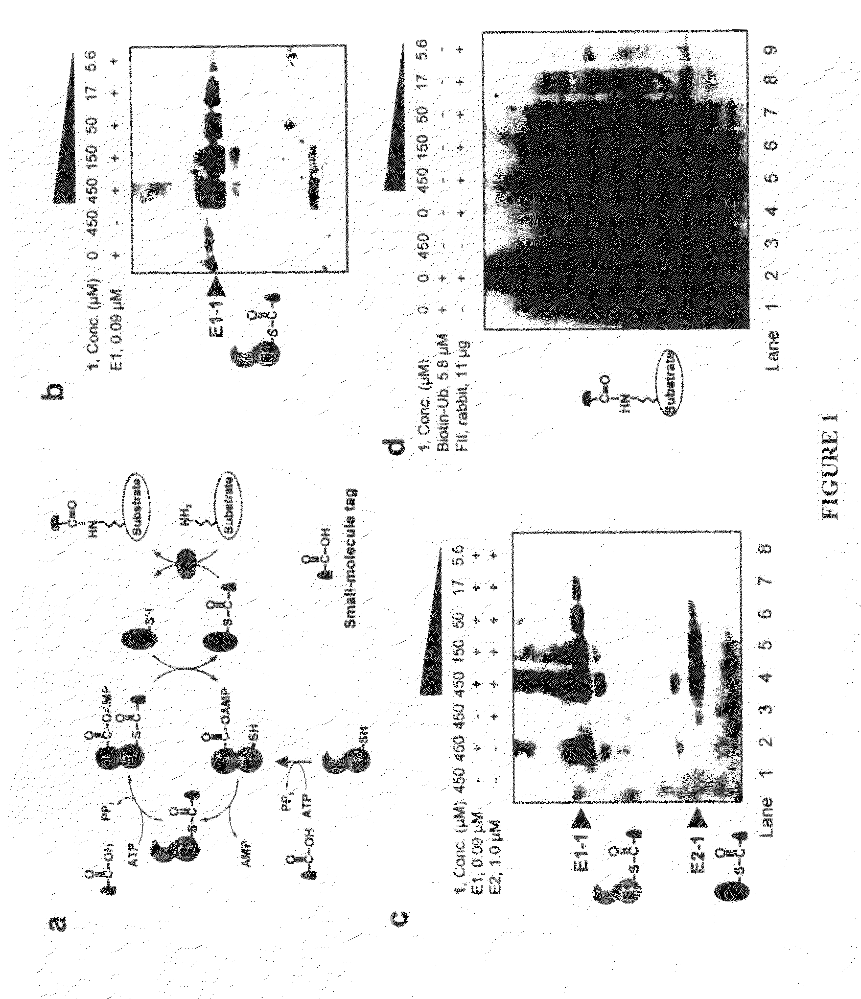 Biochemical method for specific protein labeling