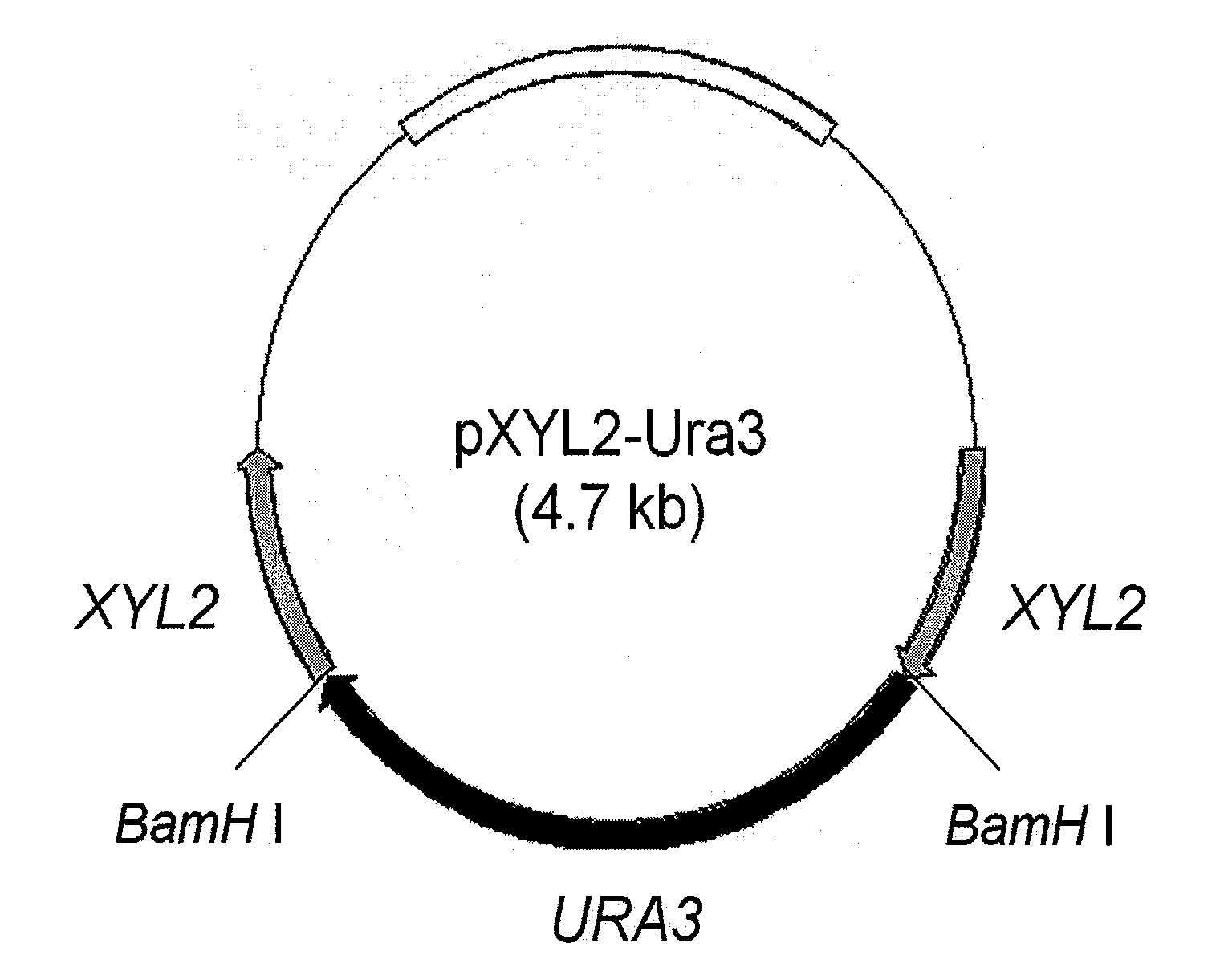 Xylitol dehydrogenase-inactivated and arabinose reductase-inhibited mutant of candida tropicalis, method of producing high-yield of xylitol using the same, and xylitol produced thereby