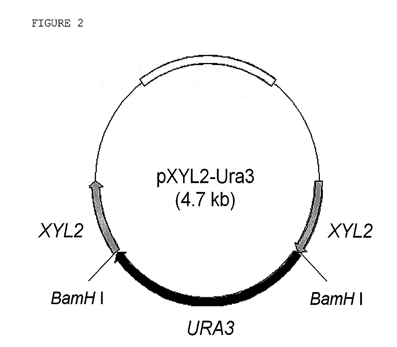 Xylitol dehydrogenase-inactivated and arabinose reductase-inhibited mutant of candida tropicalis, method of producing high-yield of xylitol using the same, and xylitol produced thereby