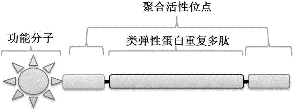 Polypeptide monomer molecule based on intracellular enzyme catalyzed polymerization and application thereof in construction of nano materials