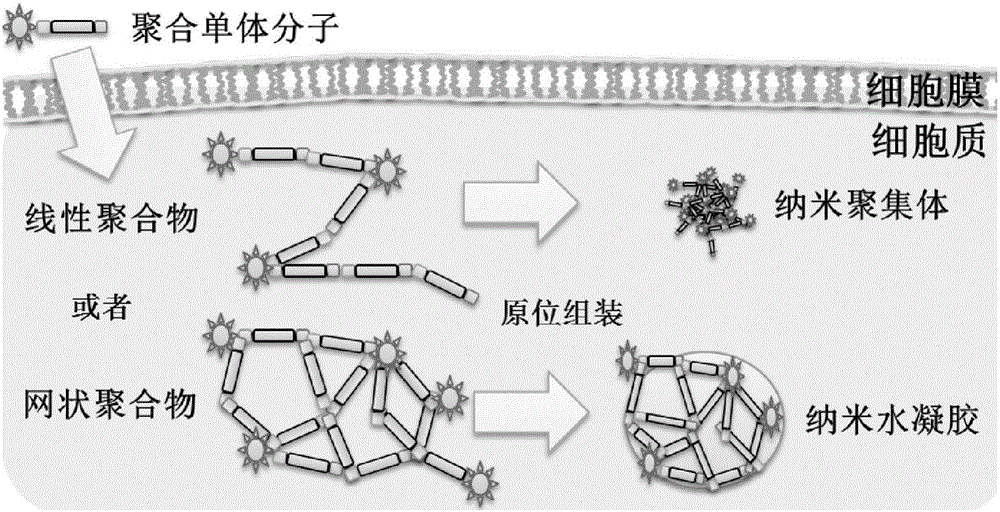 Polypeptide monomer molecule based on intracellular enzyme catalyzed polymerization and application thereof in construction of nano materials