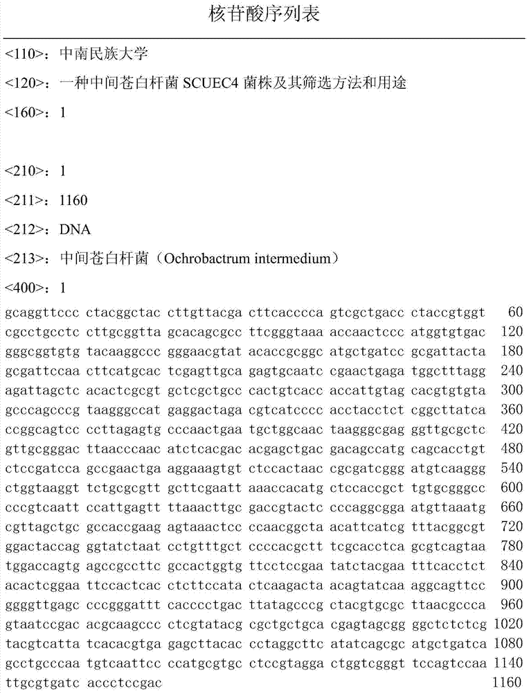 Ochrobactrum intermedium SCUEC4 strain, screening method and uses thereof