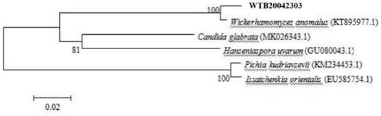 Wickerhamomyces anomalus strain for whole-process green production of fruit wine, and application of wickerhamomyces anomalus strain