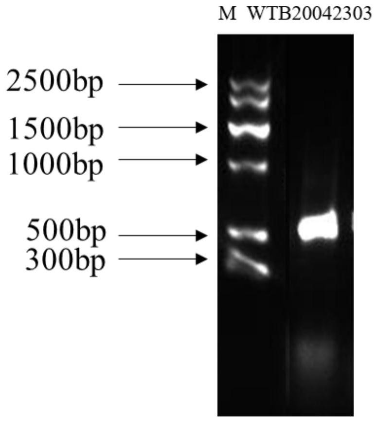 Wickerhamomyces anomalus strain for whole-process green production of fruit wine, and application of wickerhamomyces anomalus strain