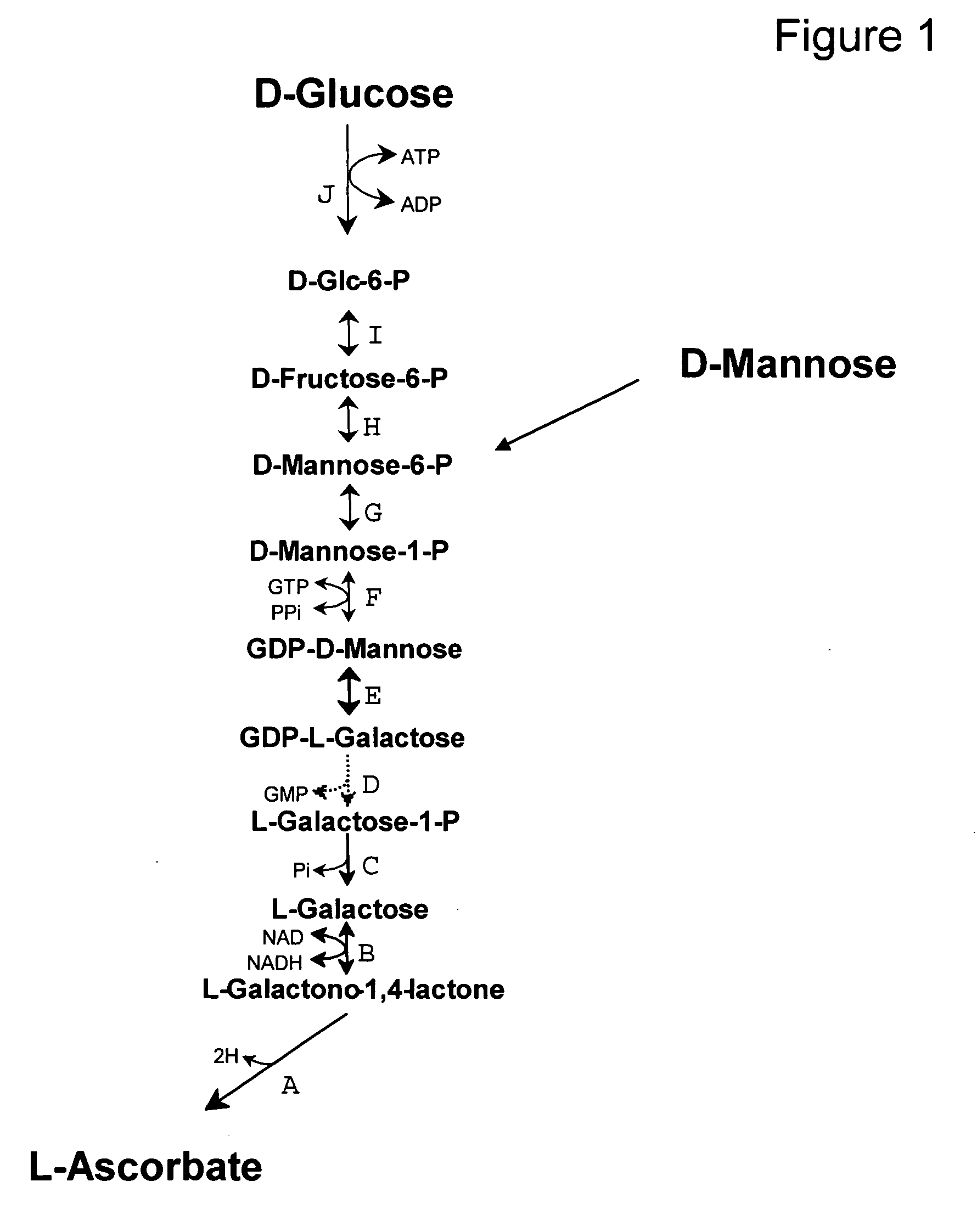 Increase in stress tolerance with ascorbic acid during fermentation