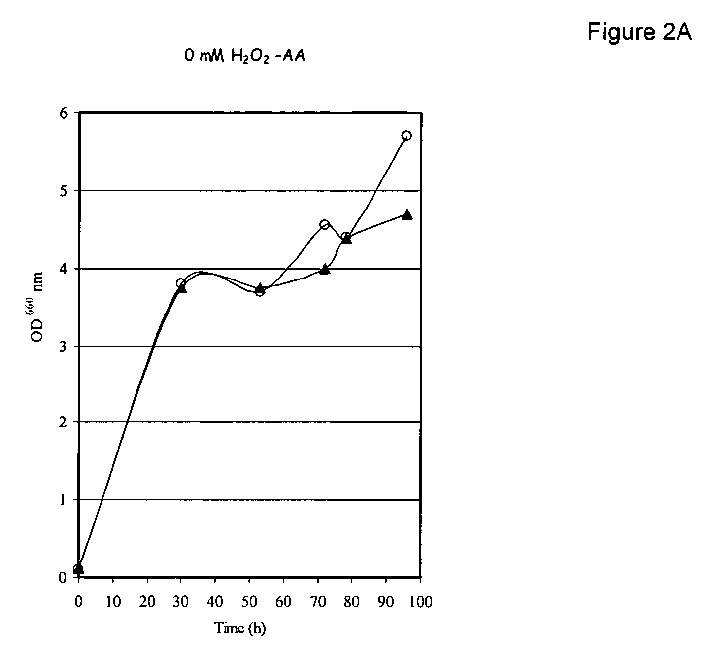 Increase in stress tolerance with ascorbic acid during fermentation