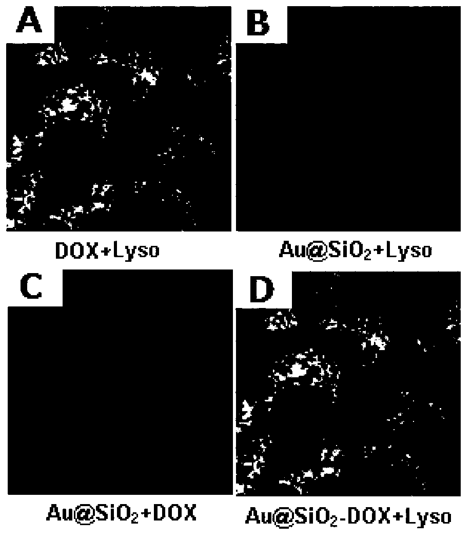 Drug carrier, preparation method thereof, pharmaceutical composition made from drug carrier, and applications of drug carrier and pharmaceutical composition