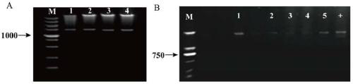 Method for regulating osmotic stress of Pseudomonas glabrata