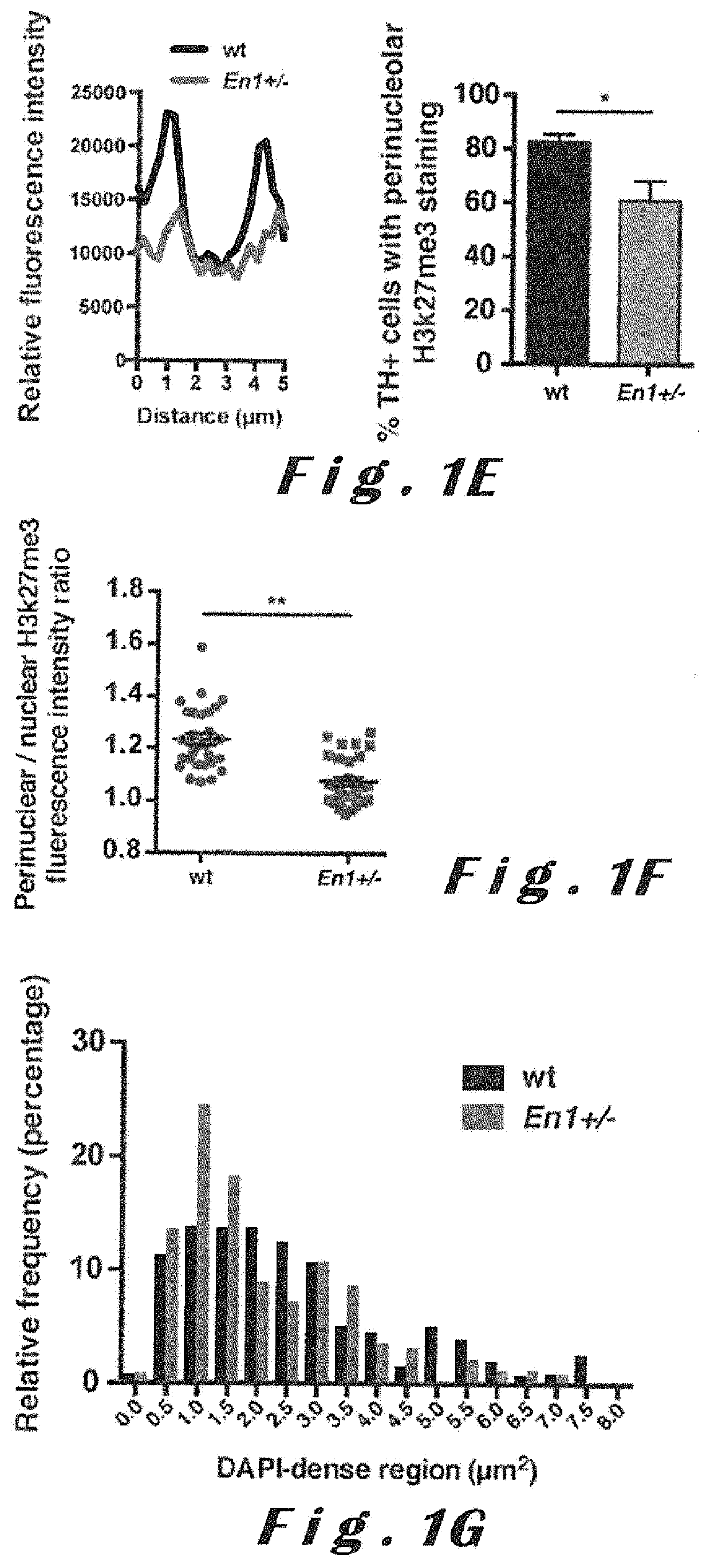 Homeoproteins for use in the treatment of neurodegenerative disorders