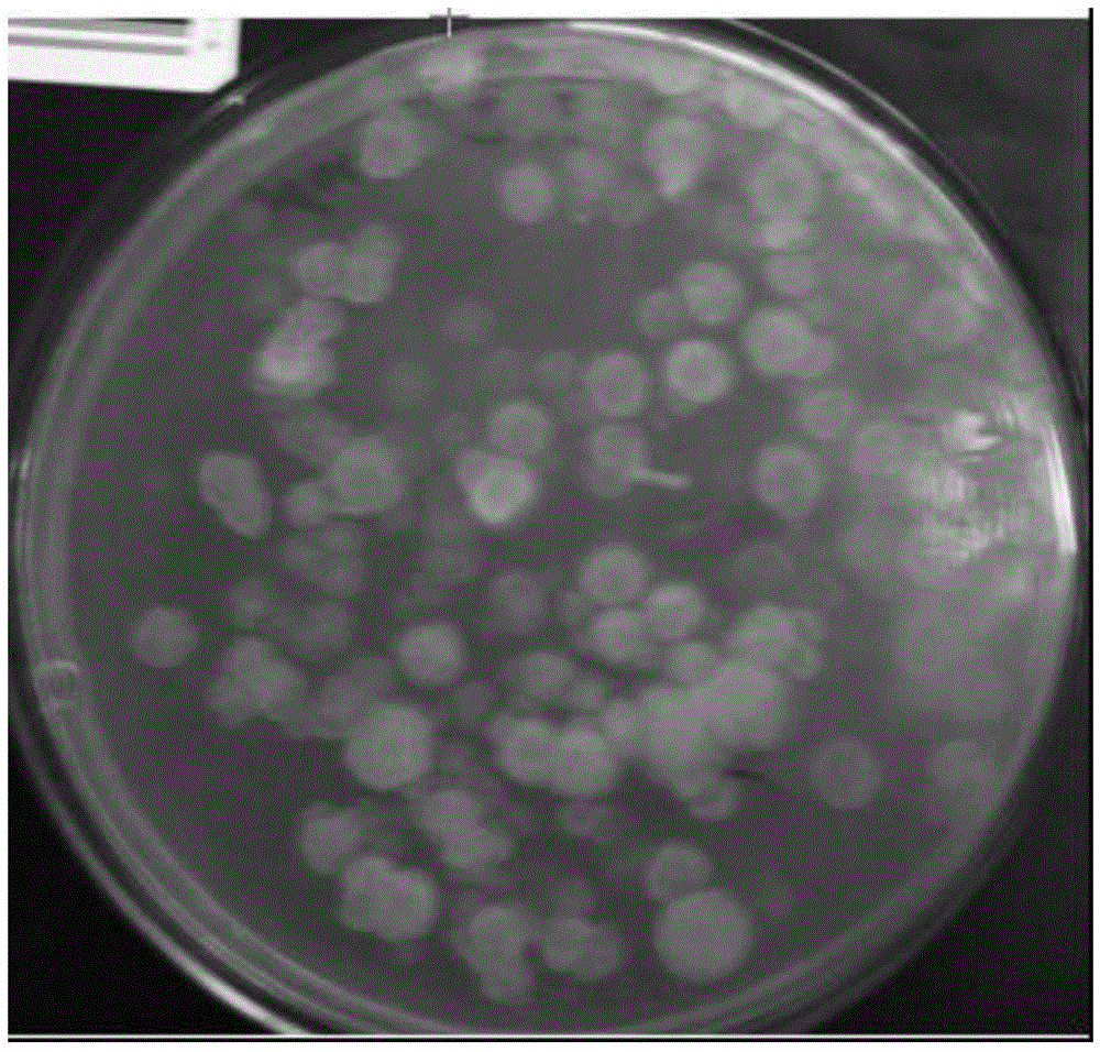 Mortierella alpine mutant strain, method for producing arachidonic acid oil by using same and arachidonic acid oil