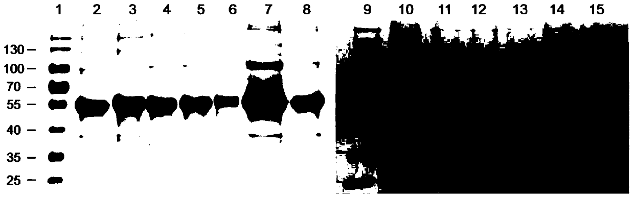 Mutant of human papilloma virus 39 type L1 protein