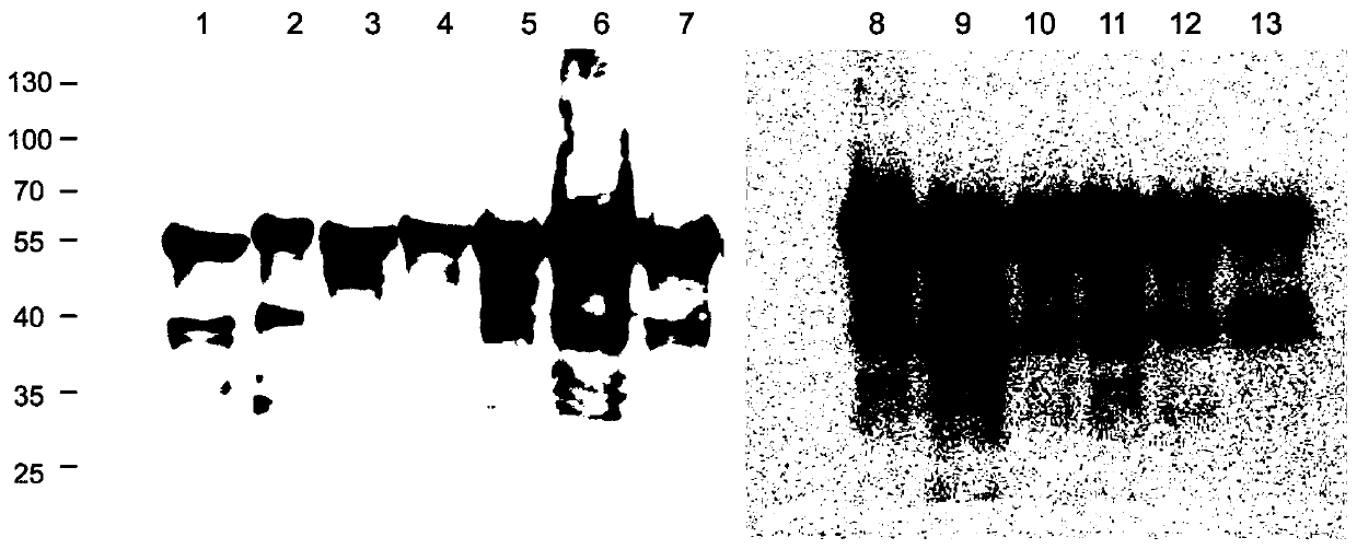 Mutant of human papilloma virus 39 type L1 protein