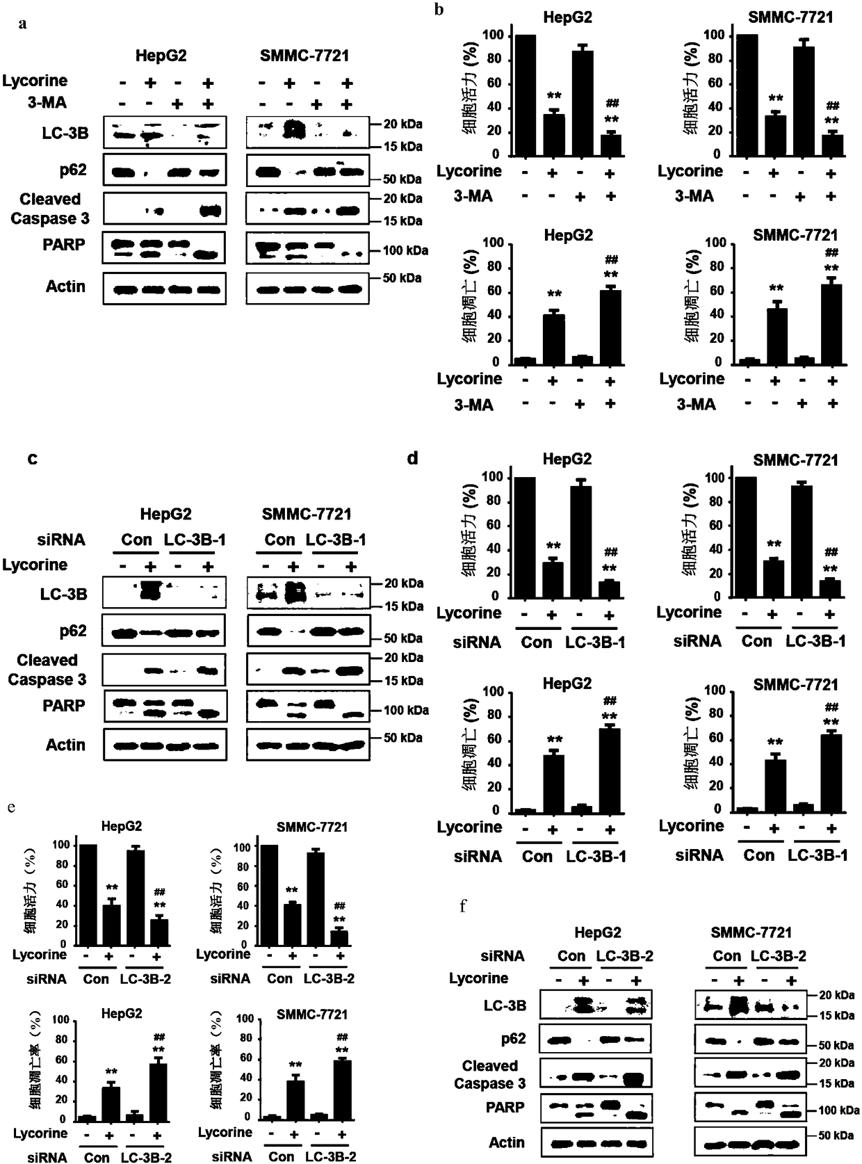 Application of Akt inhibitor to preparation of medicament for enhancing anti-hepatoma activity of lycorine