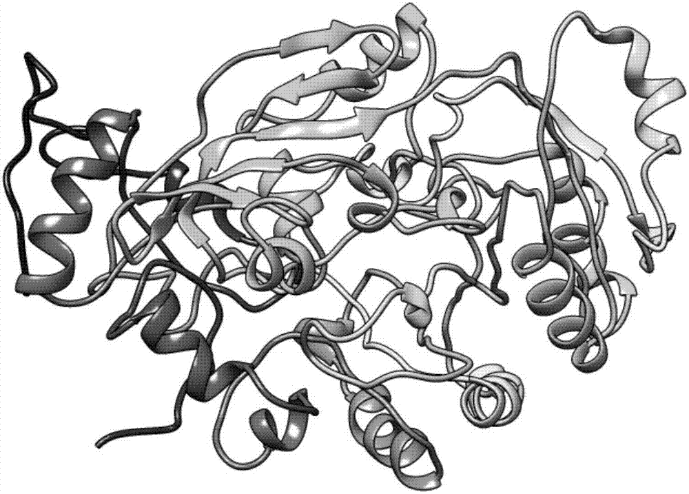 Method for virtually screening cholesterol degrading medicine with 24-dehydrocholesterol reductase (DHCR24) being target point