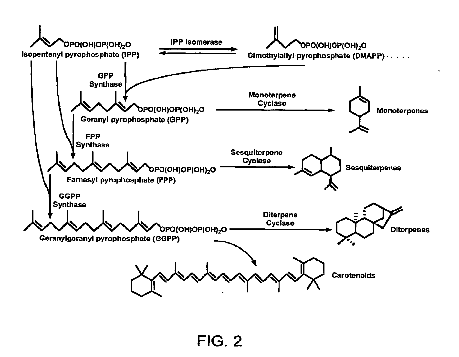 Methods for increasing isoprenoid and isoprenoid precursor production by modulating fatty acid levels