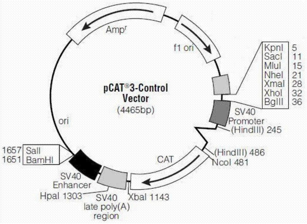 Human and mammal cell expression vector and application thereof