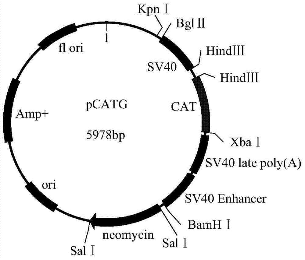 Human and mammal cell expression vector and application thereof