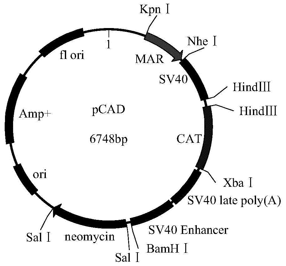 Human and mammal cell expression vector and application thereof