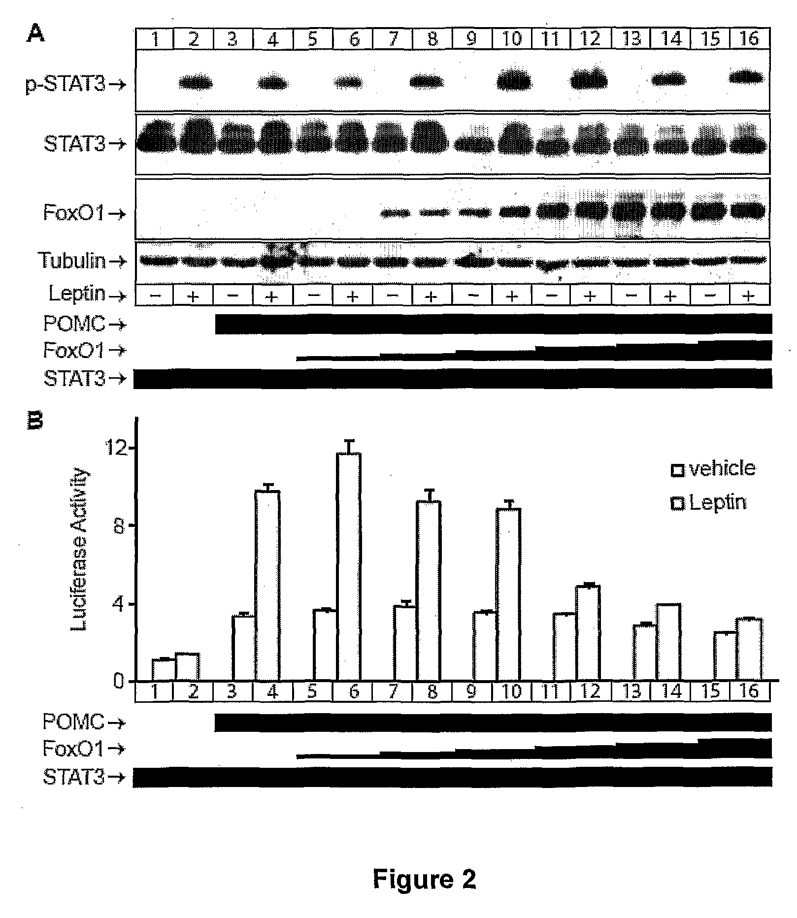 Modulators of stat3 signalling