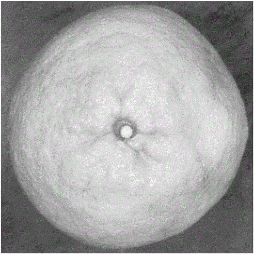 Orange fruit size describing method and organic fruit size grading method