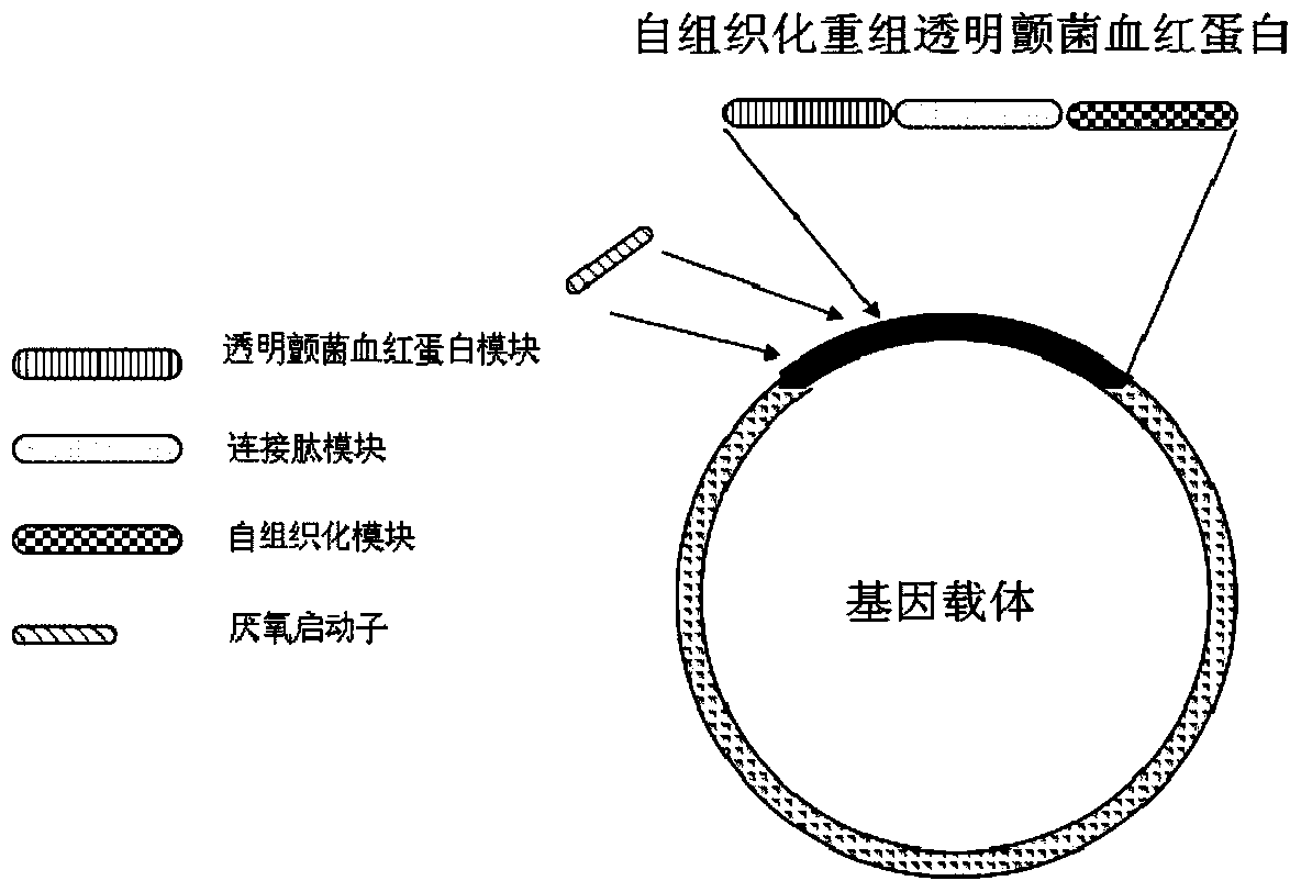 Self-organized Recombinant Hemoglobin of Vitiligo hyaline and Its Gene and Application