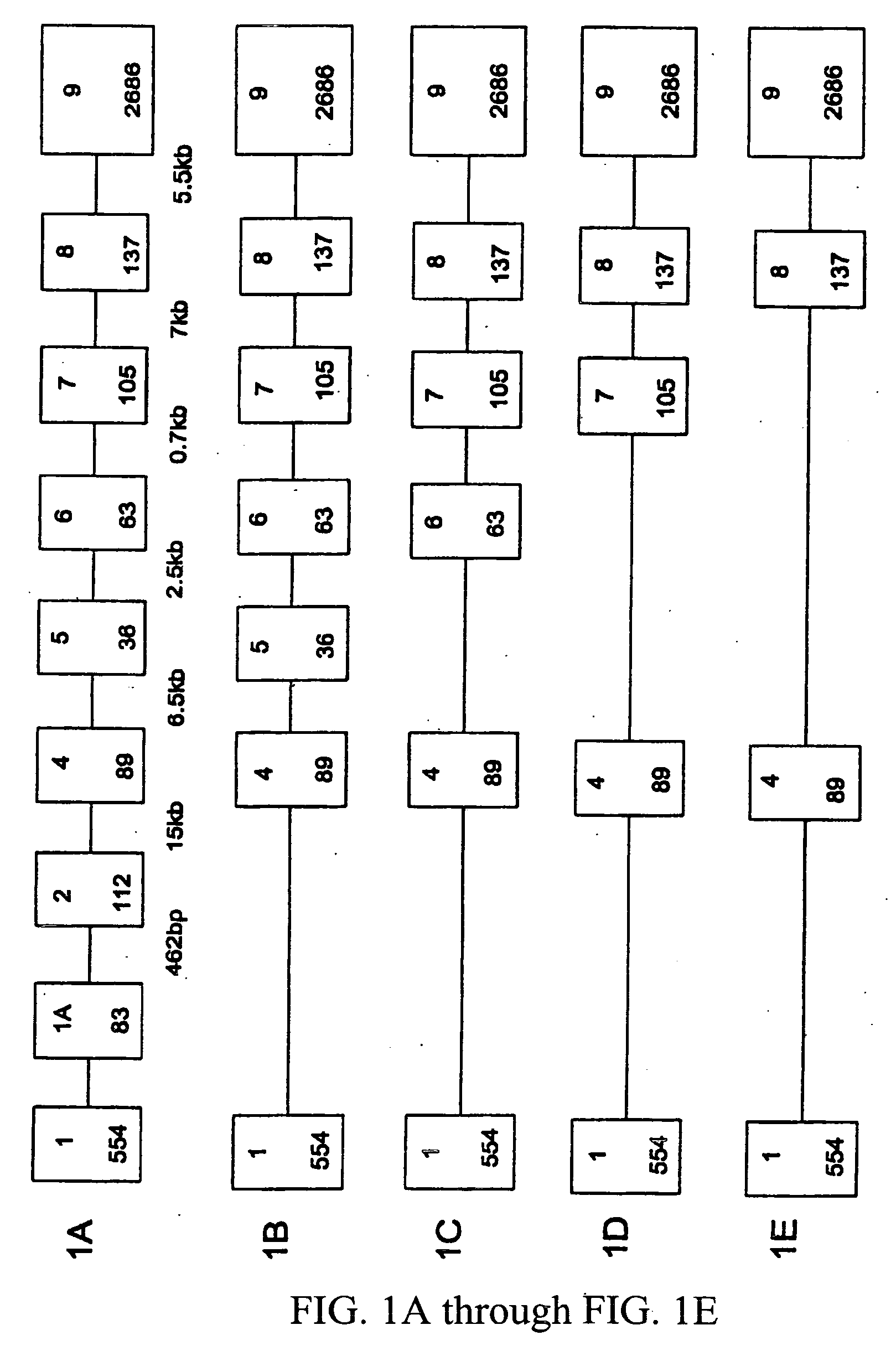 Alpha1-3 galactosyltransferase gene and promoter