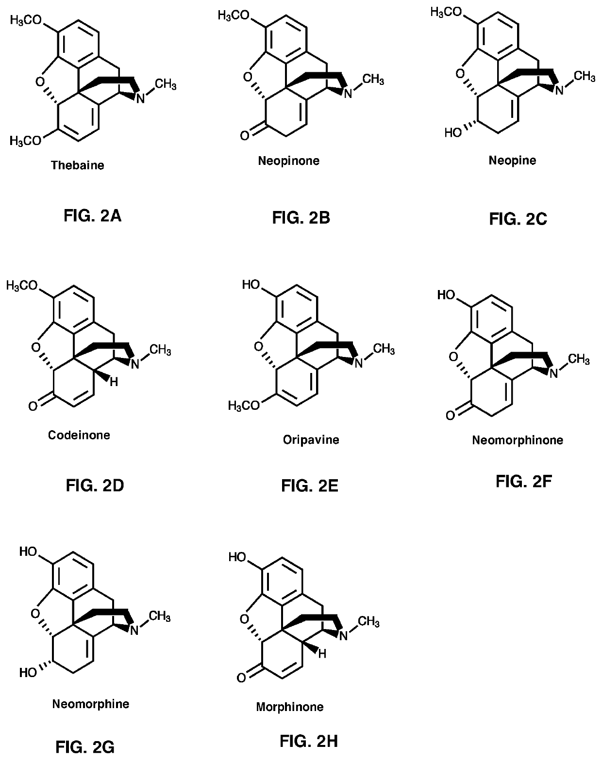 Neopinone isomerase and methods of using