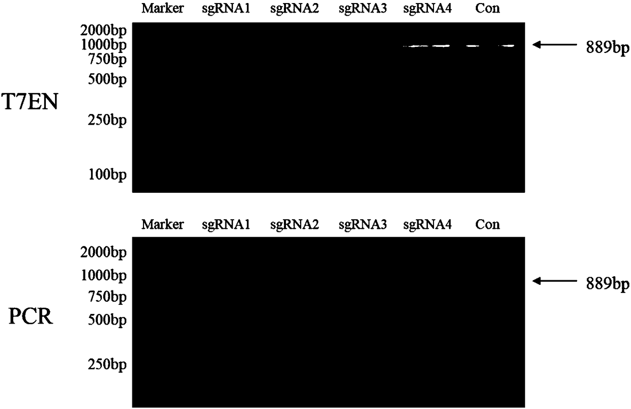 Four sgRNAs designed by aiming at human source ADRB2 genes