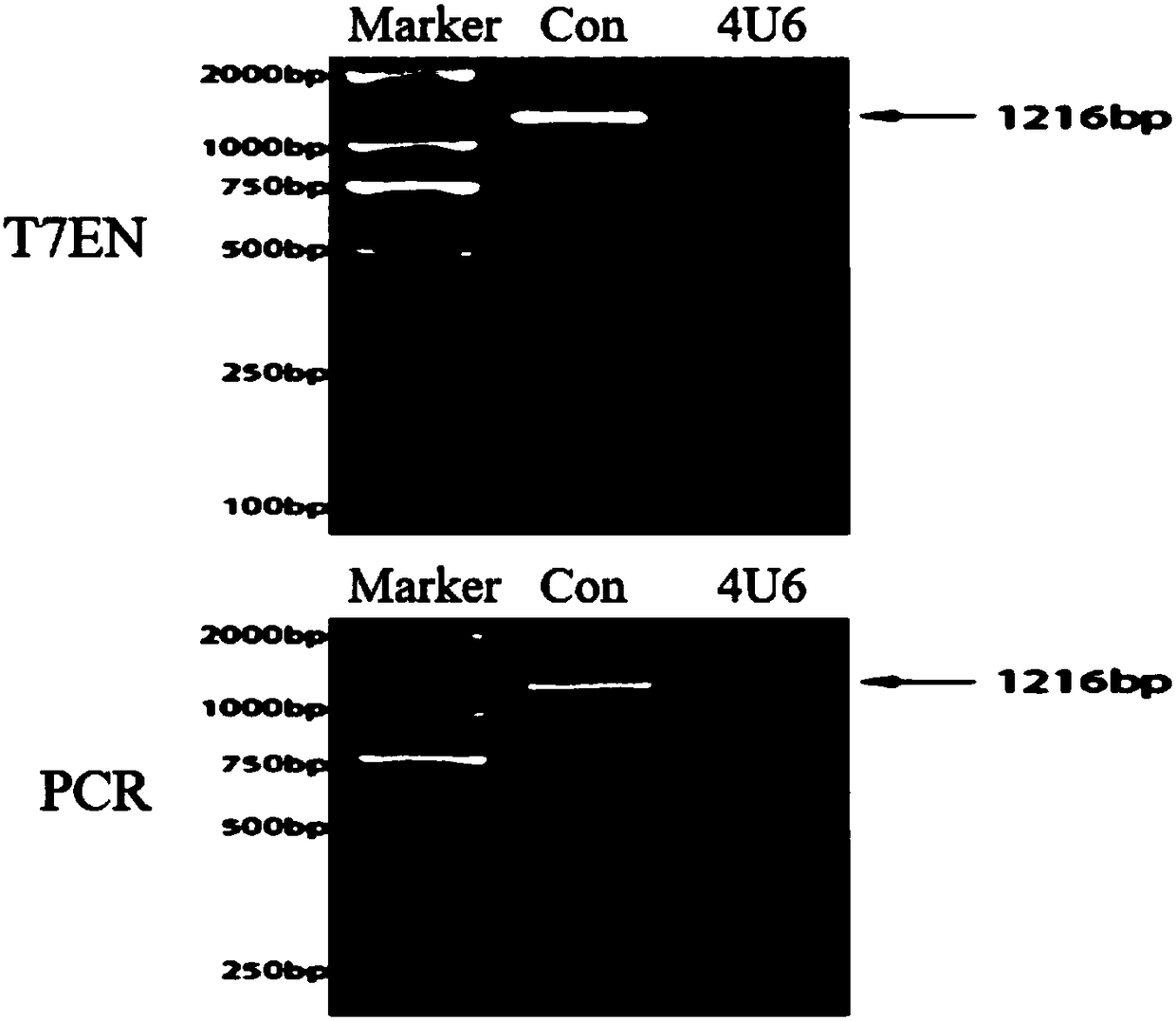 Four sgRNAs designed by aiming at human source ADRB2 genes