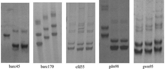 The Method of Identifying Huaimai 33 Wheat Variety