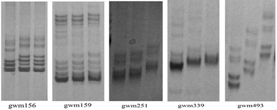 The Method of Identifying Huaimai 33 Wheat Variety