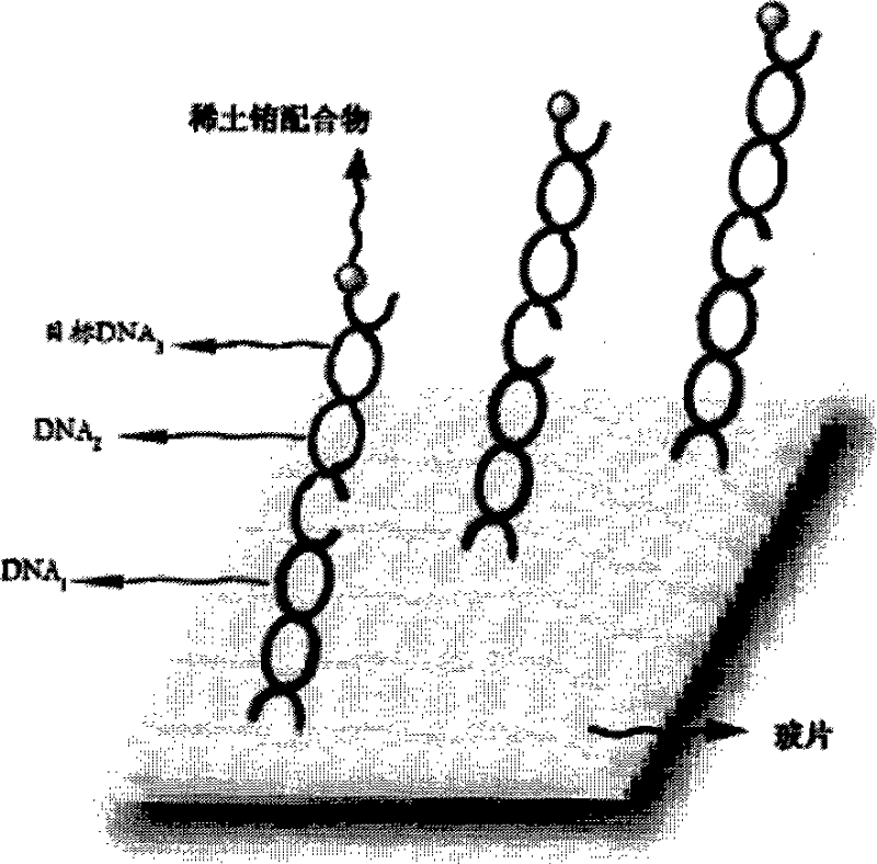 Functional rareearth complexes long-life fluorochrome, synthesis and uses thereof