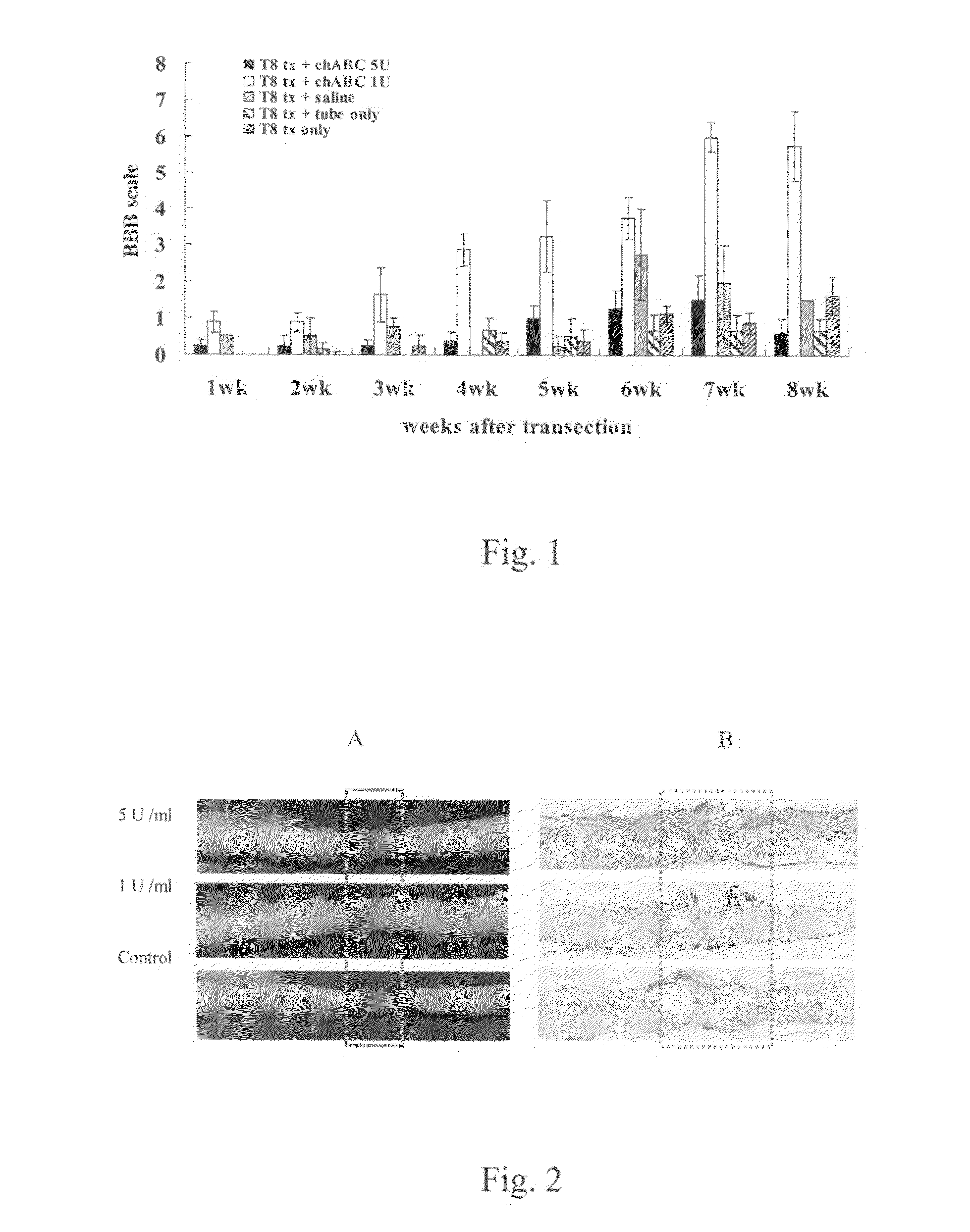 Method for promoting axonal re-growth and behavior recovery in spinal cord injury