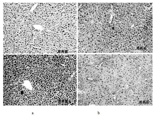 Preparation method and application of physiologically active notoginseng polysaccharide