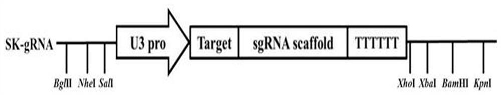 Rice gene osge61 and its application in rice blast resistance