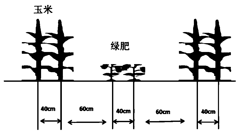 Method for reducing application of nitrogen fertilizer to oilseed rape in succession of oilseed rape and corn