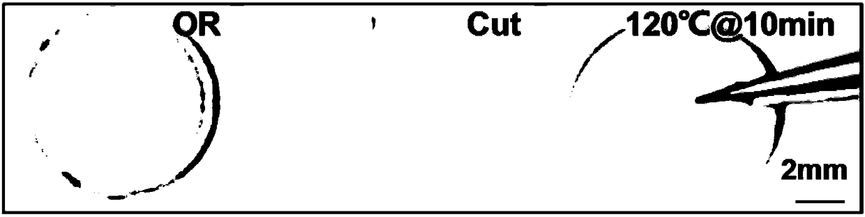 Polydimethylsiloxane self-repairing elastomer based on hydrazide bond and preparation method thereof