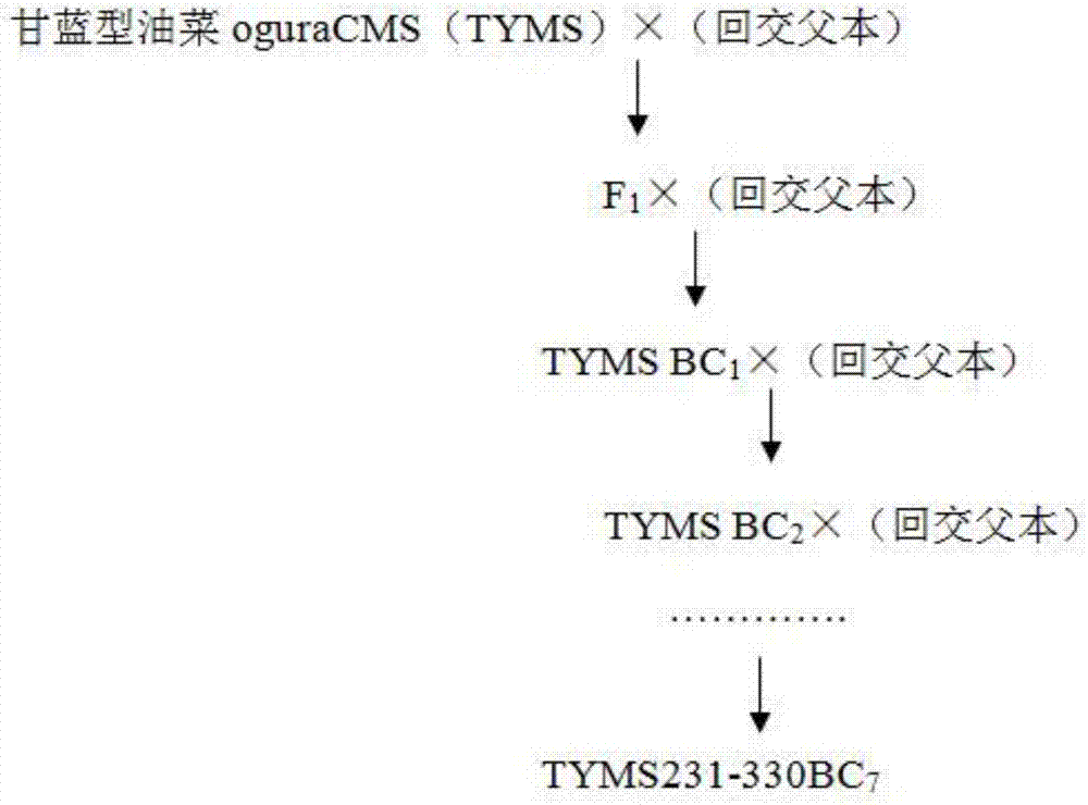 Breeding method of cytoplasmic male sterile early-maturing Chinese cabbage germplasm material