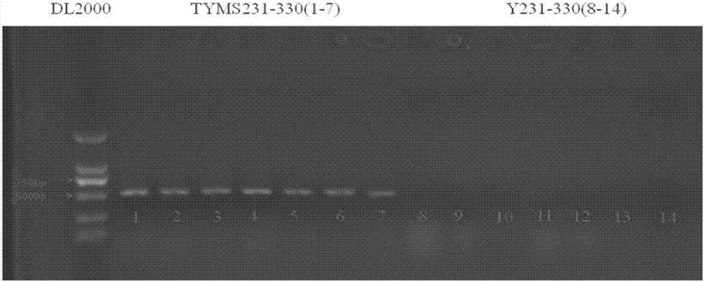 Breeding method of cytoplasmic male sterile early-maturing Chinese cabbage germplasm material