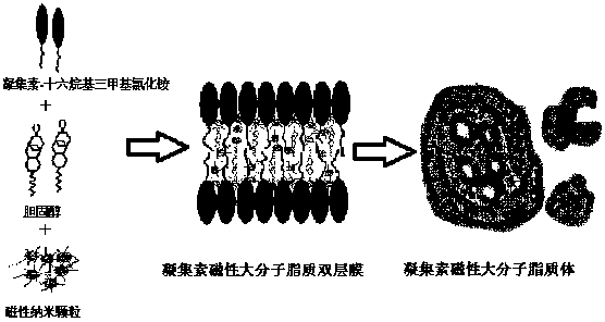 Modified lectin wrapped magnetic macromolecular liposome nano microsphere, preparation method and application