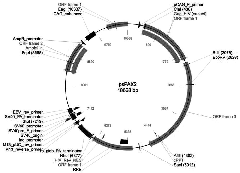 A method for constructing a cell model for screening antioxidant drugs based on protein misfolding